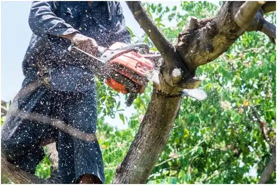 tree services Shedd
